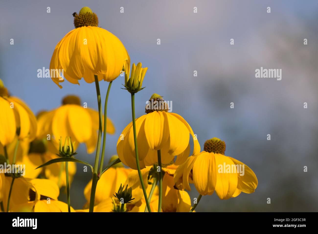 Il giallo dei fiori di echinacea Foto Stock