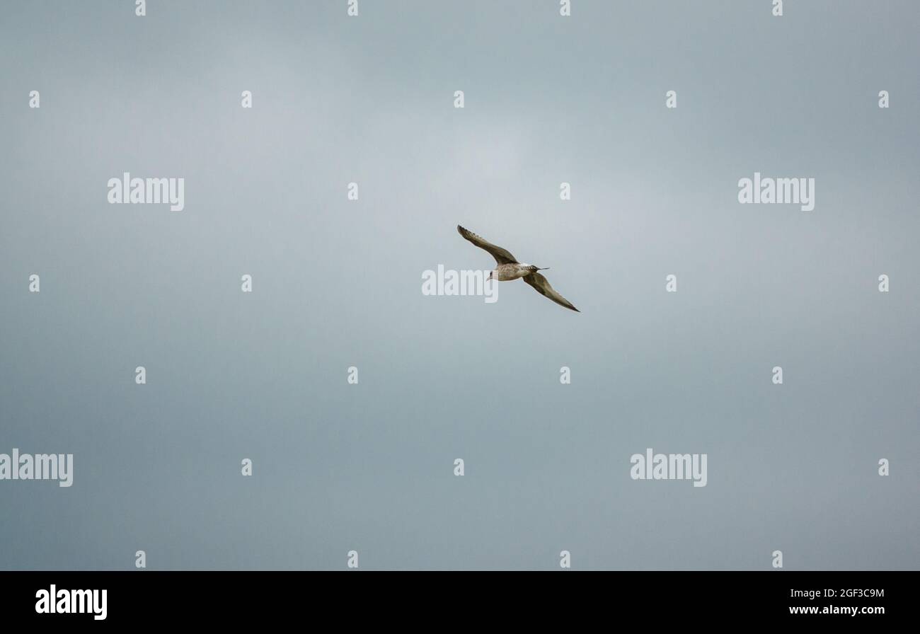 Un gabbiano aringa (Larus argentatus) in volo sotto un cielo grigio nuvola Foto Stock