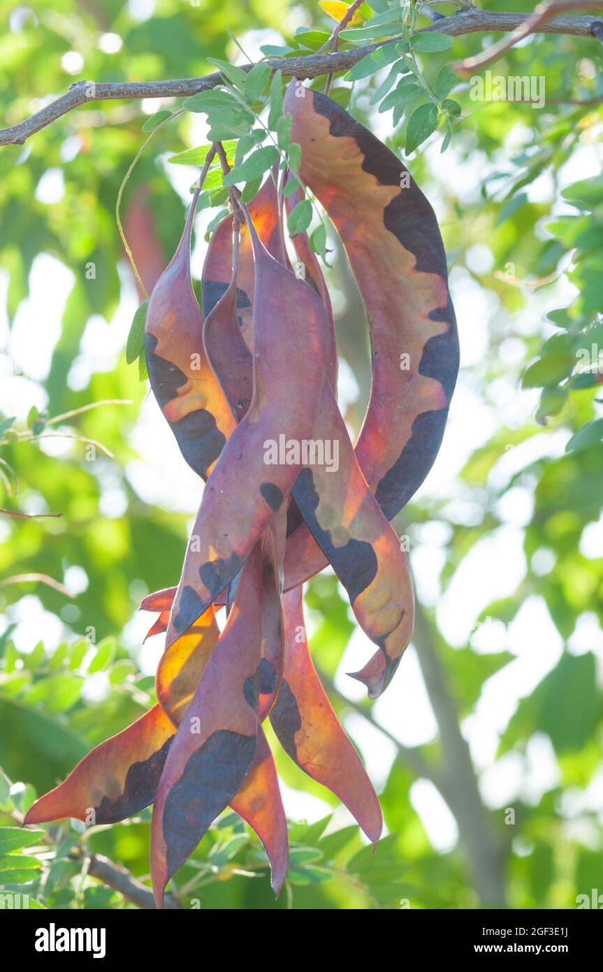 Italia, Lombardia, Miele Locust, Gleditsia Triacanthos, frutta Foto Stock