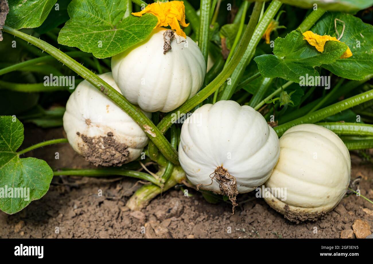 Primo piano di zucche culinarie varietà Casperita coltivando in campo al sole, Kilduff Farm, East Lothian, Scozia, Regno Unito Foto Stock