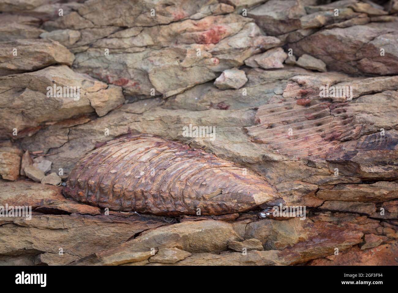 Trilobite fossile. Karoo, Capo Occidentale, Sudafrica Foto Stock