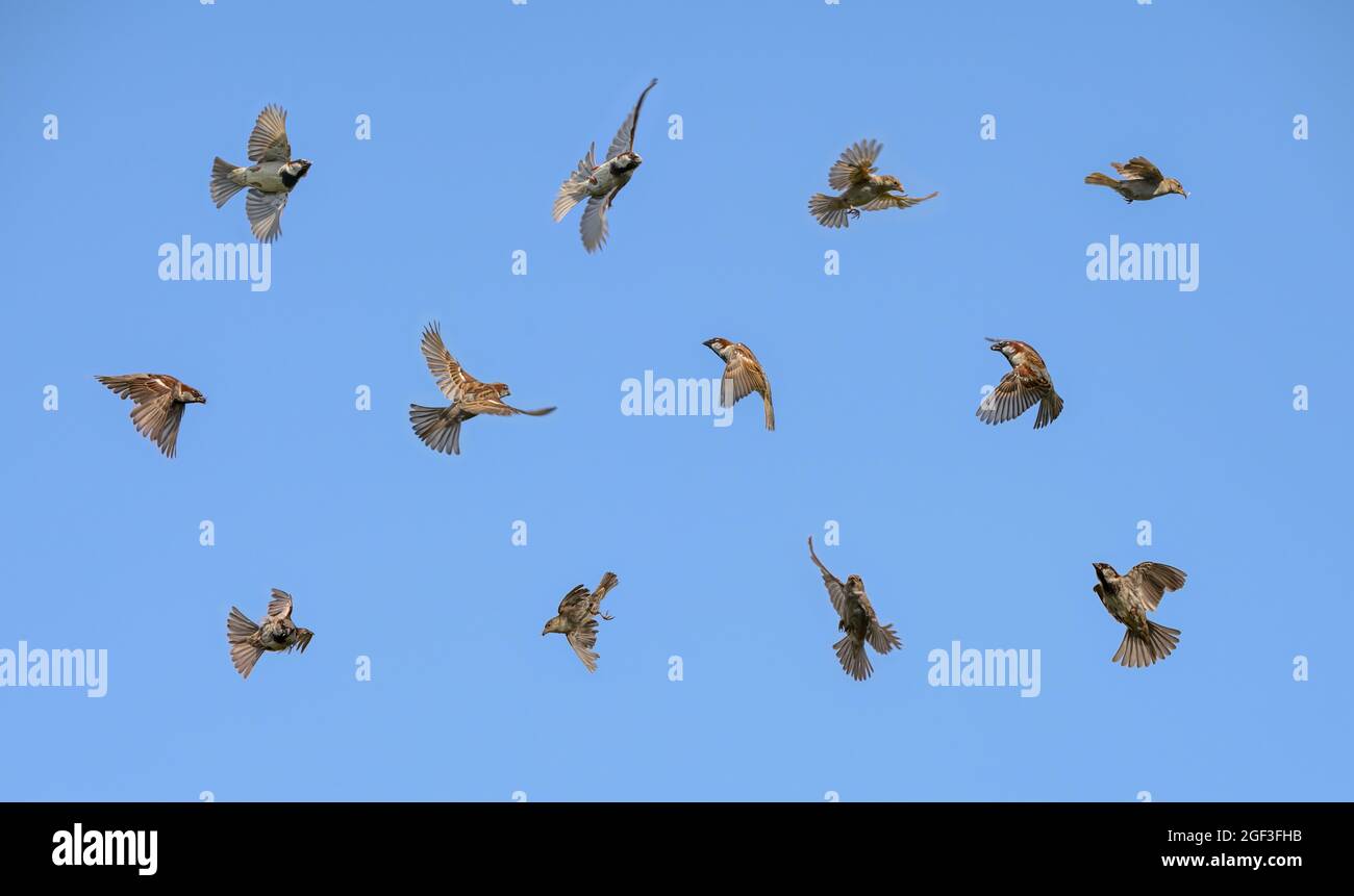 Set di molti uccelli in volo, casa passero, Passer domestico, inseguire insetti di fronte al cielo blu in estate, Germania Foto Stock