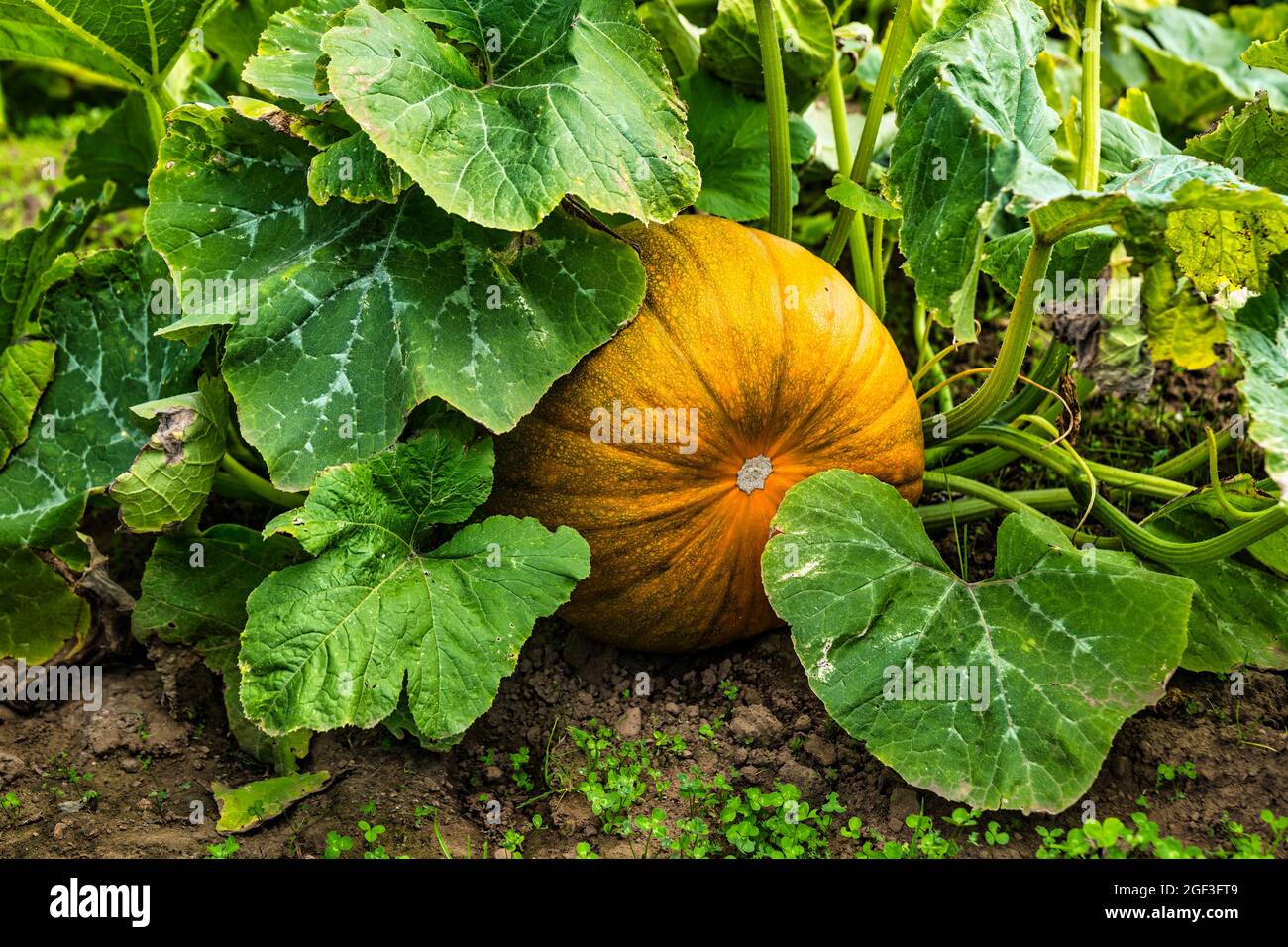 Primo piano della maturazione della zucca di Halloween che cresce in campo, Kilduff Farm, East Lothian, Scozia, Regno Unito Foto Stock