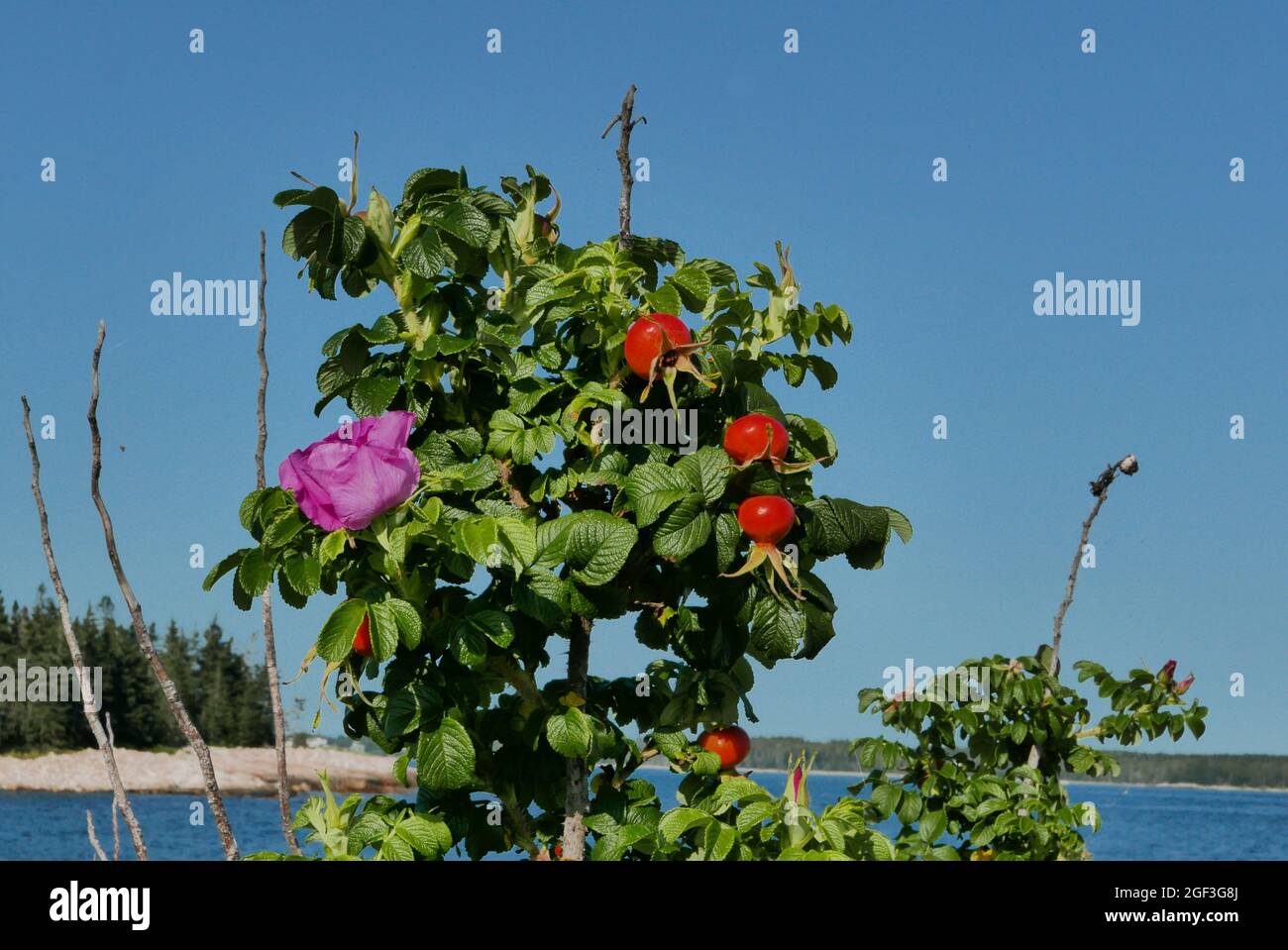 Rose Hip Bush con fiori e frutta sulla spiaggia di Seawall Mt Dessert Maine Foto Stock