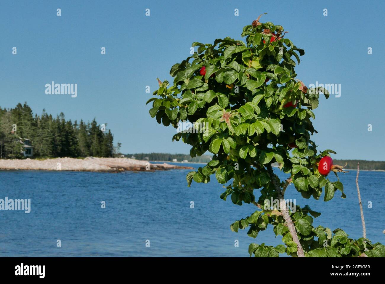 Rose Hip Bush con fiori e frutta sulla spiaggia di Seawall Mt Dessert Maine Foto Stock