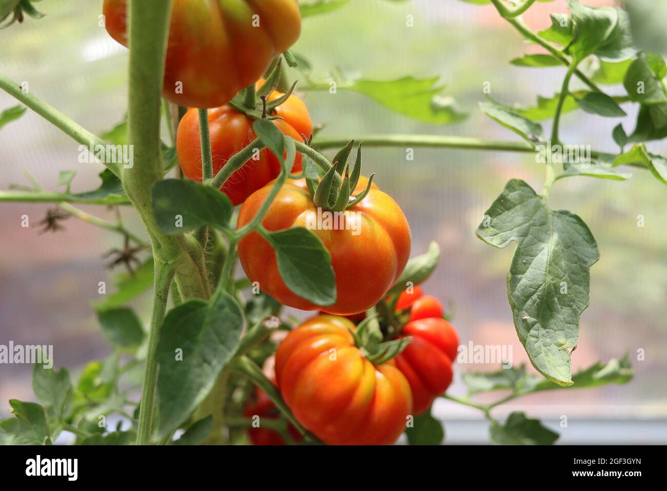 Bei pomodori rossi sul ramo in casa verde, pomodori biologici Foto Stock