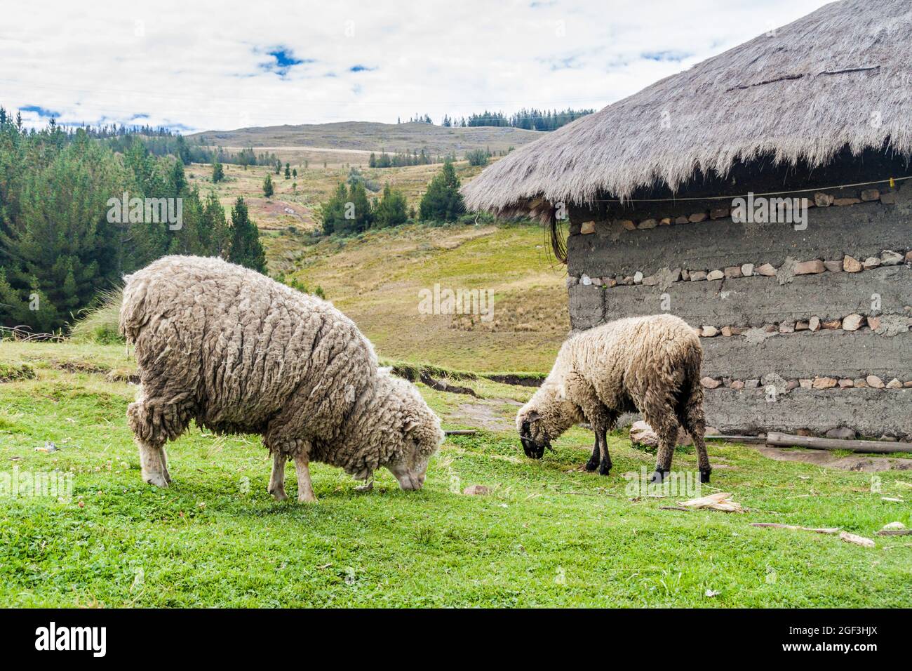 Mandria di pecore e una casa rurale vicino a Los Frailones (Monaci di pietra), formazioni rocciose vicino Cajamarca, Perù. Foto Stock