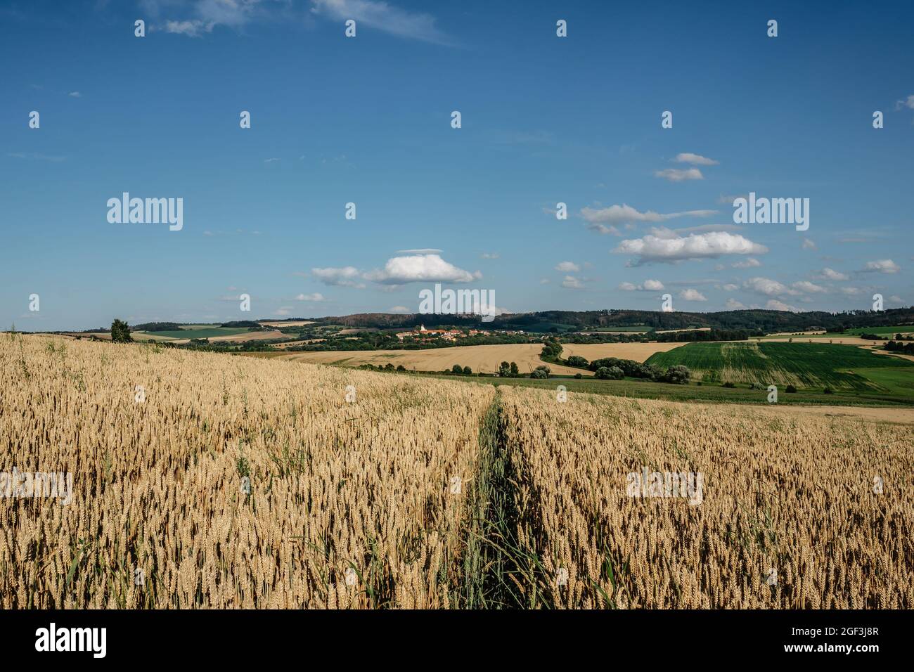 Idilliaco paesaggio estivo con campo di grano, prati e tipico villaggio ceco piccolo in background.Gold campo di grano panorama, grano agricolo raccolti in Foto Stock