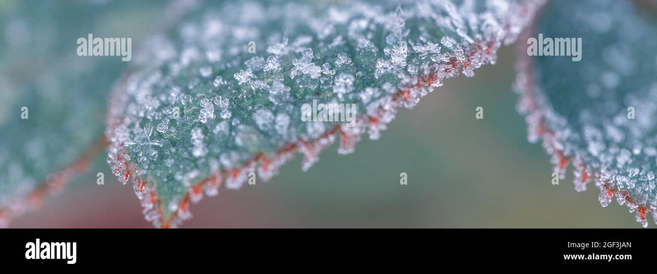 Inverno in giardino. Le foglie di rosa sono coperte di gelo, primo piano, profondità di campo poco profonda, tonificanti Foto Stock