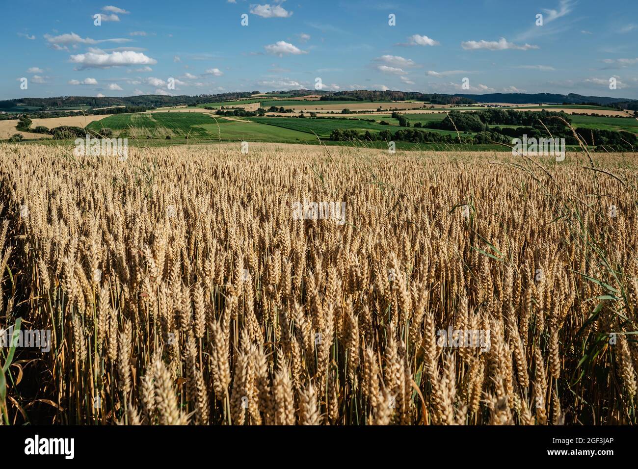 Idilliaco paesaggio estivo con campo di grano, prati e tipico ceco countryside.Gold campo di grano panorama, raccolti di grano agricolo in stagione di raccolto, a. Foto Stock