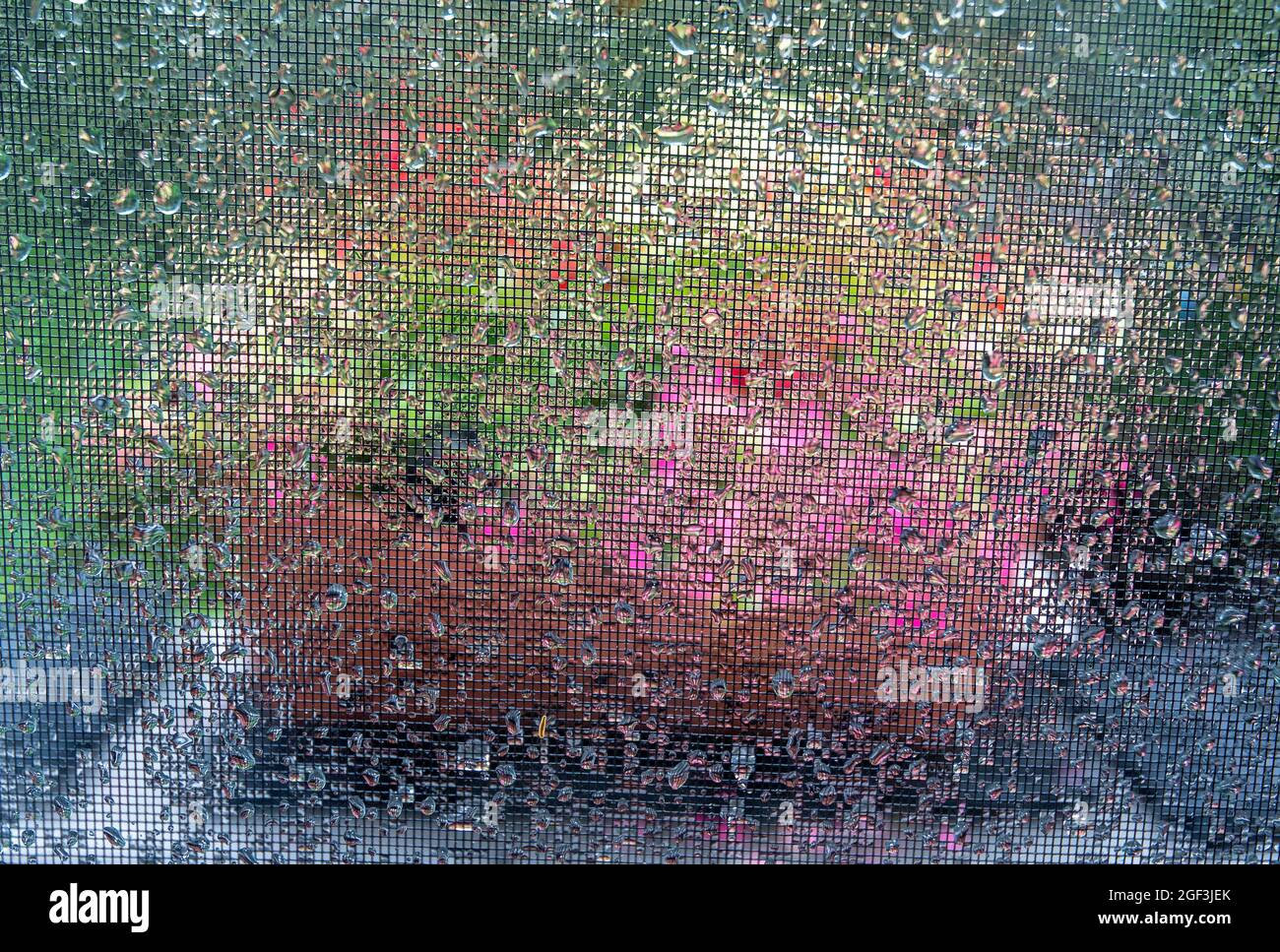 Fiori fotografati attraverso la finestra dopo la pioggia Foto Stock