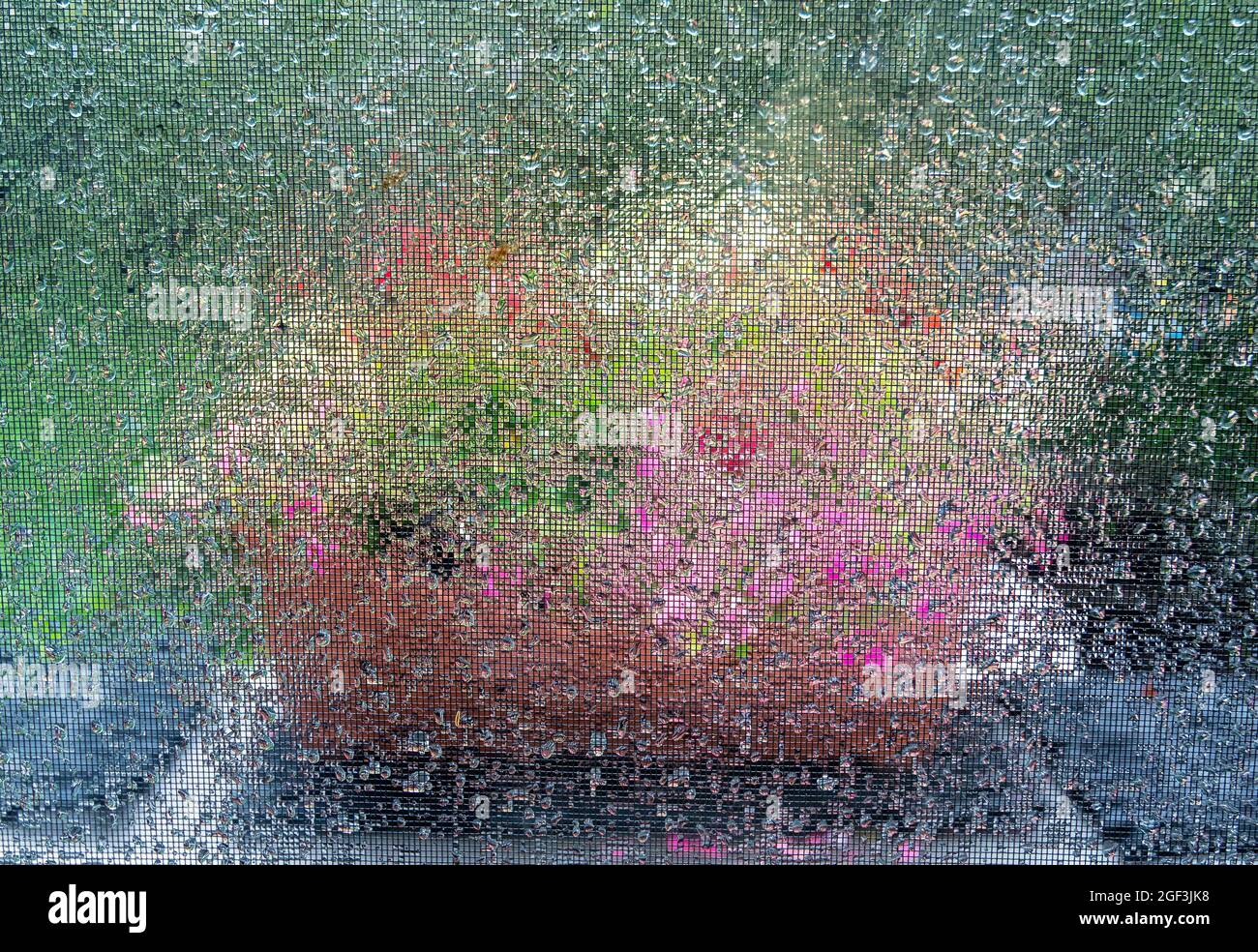 Fiori fotografati attraverso la finestra dopo la pioggia Foto Stock