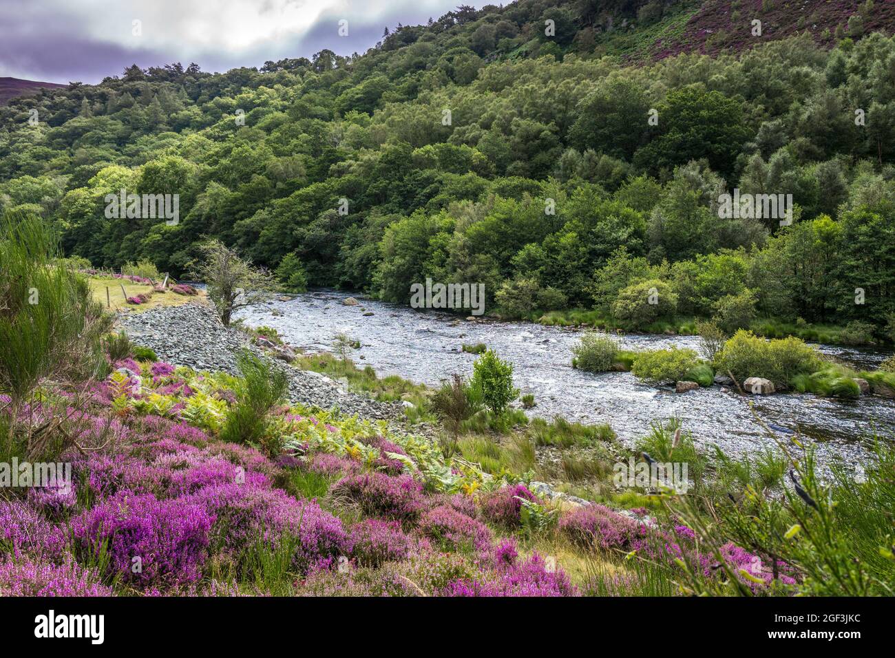 Alfon elan o fiume Elan nella valle di Elan, Galles Foto Stock