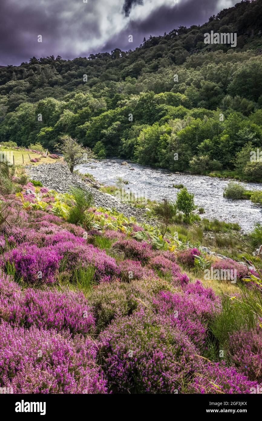 Alfon elan o fiume Elan nella valle di Elan, Galles Foto Stock