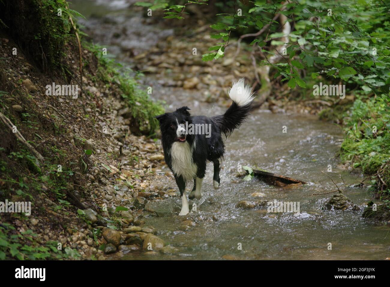 bordo collie bagnato Foto Stock