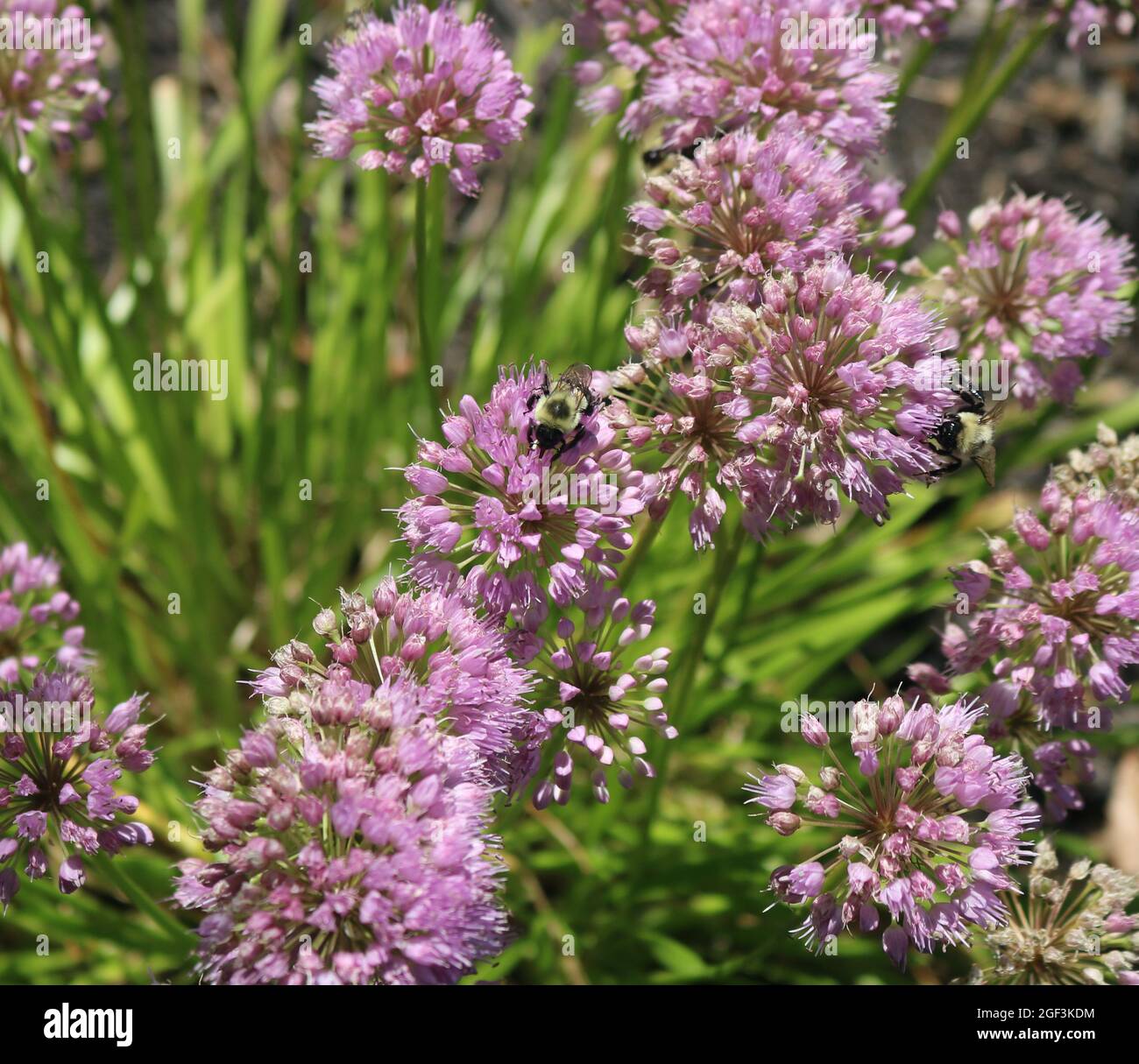 La bellezza di un'ape che contribuisce al processo di impollinazione. Foto Stock