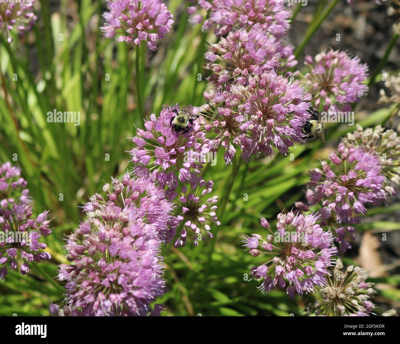 La bellezza di un'ape che contribuisce al processo di impollinazione. Foto Stock