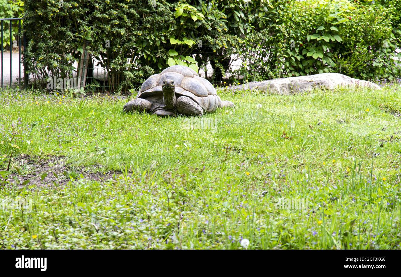 Schildkroete im Zoo Krefeld Foto Stock