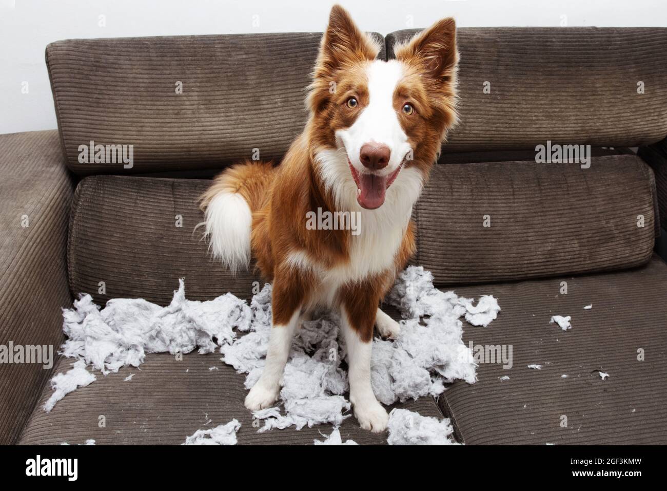 Divertente cane malizia mordendo un cuscino sul divano con faccia espressione innocente Foto Stock