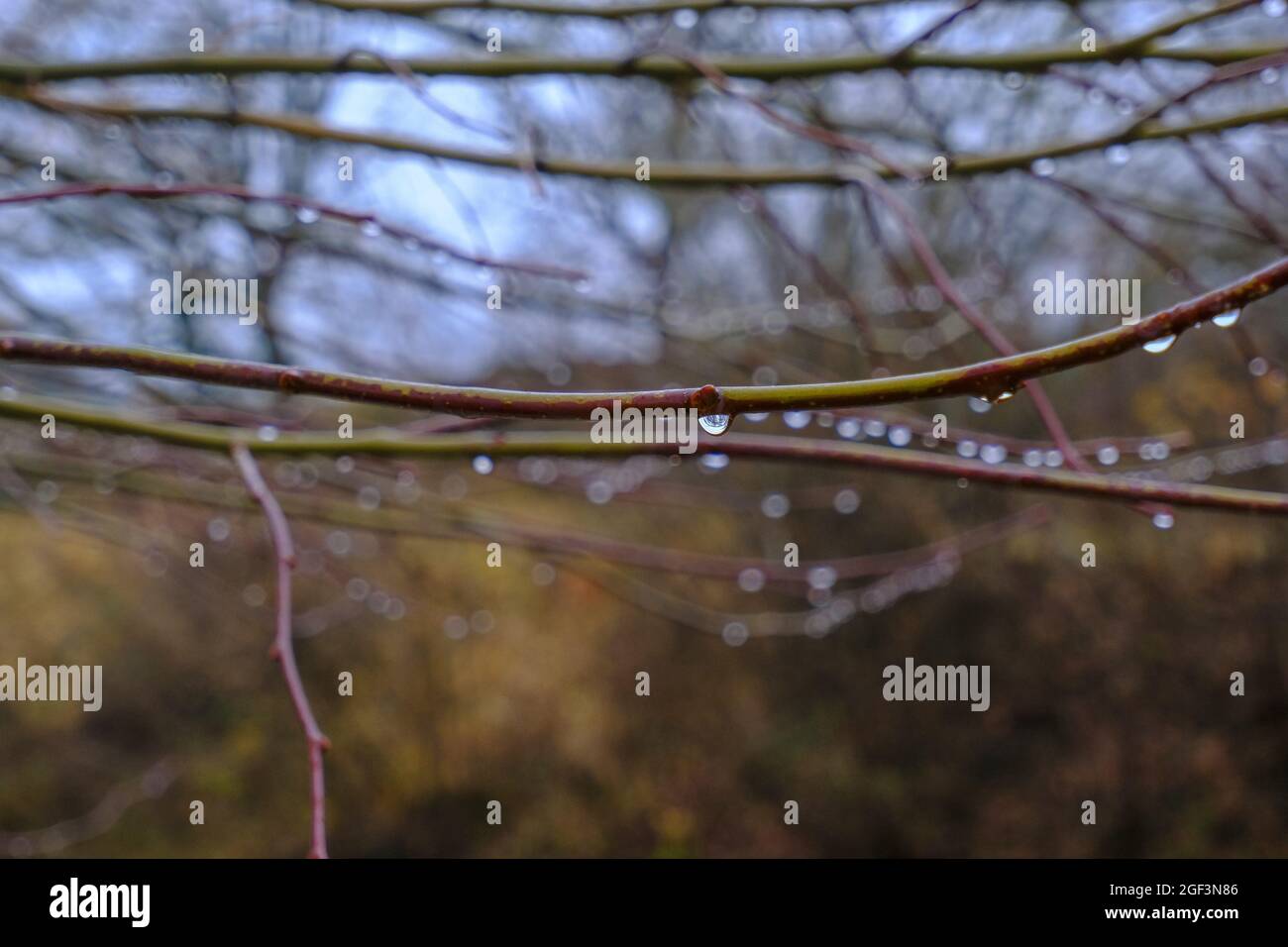 Gocce di pioggia su rami di albero primo piano. Autunno, primavera sfondo naturale. Foto Stock