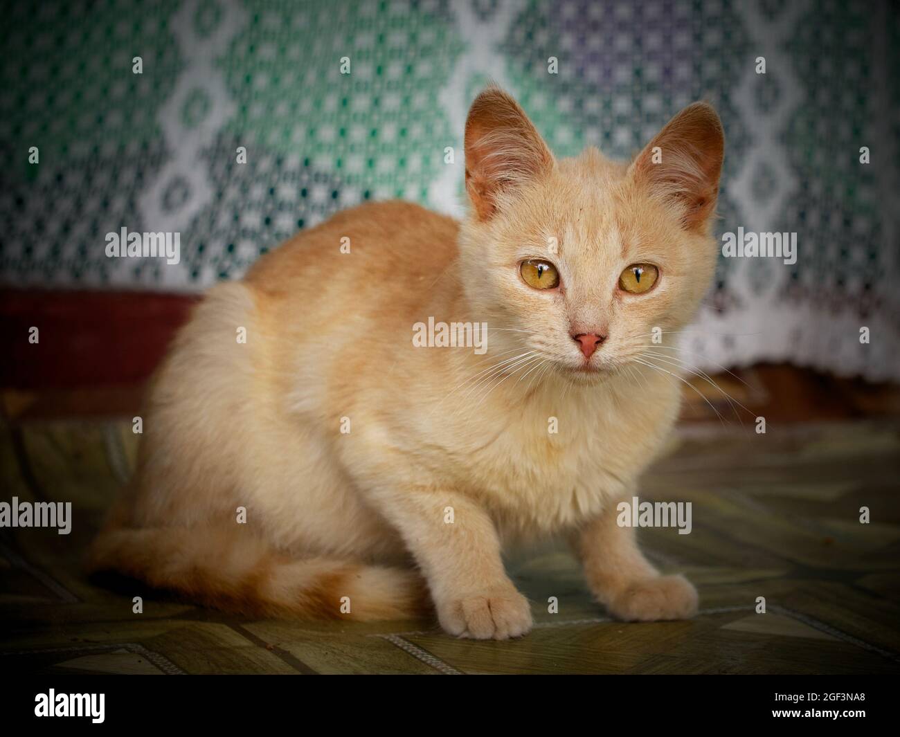 Piccolo gattino con occhi gialli, ritratto. Ritratto di un gatto domestico. Foto Stock