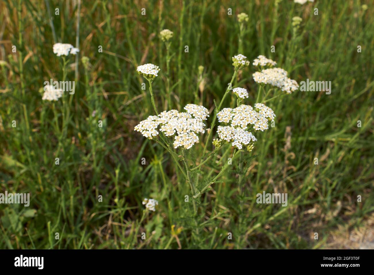 Infiorescenza bianca della pianta di Achillea Millefolium Foto Stock