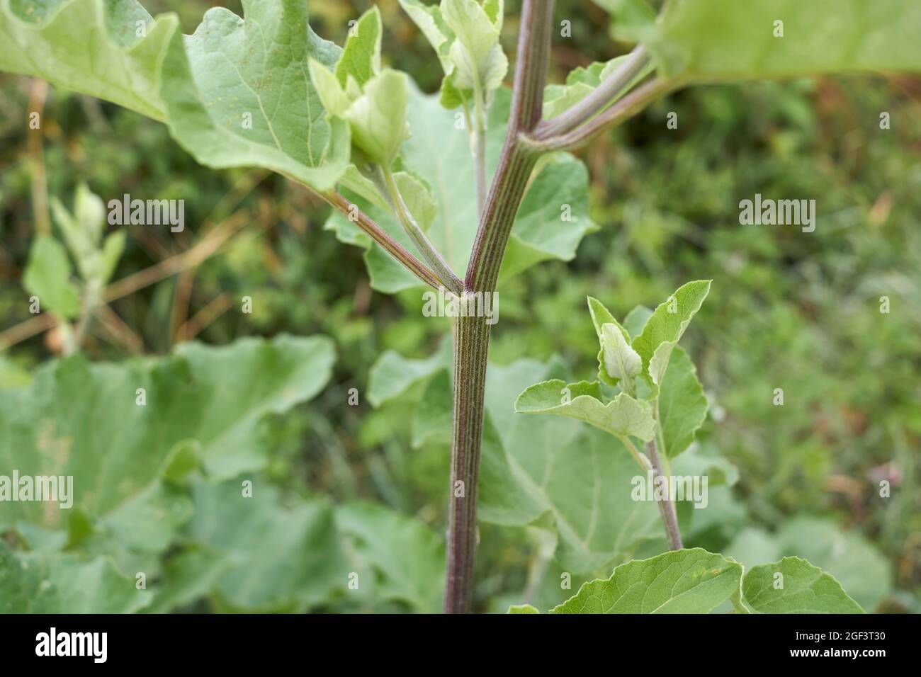 Arctium lappa foglie e fiori freschi Foto Stock