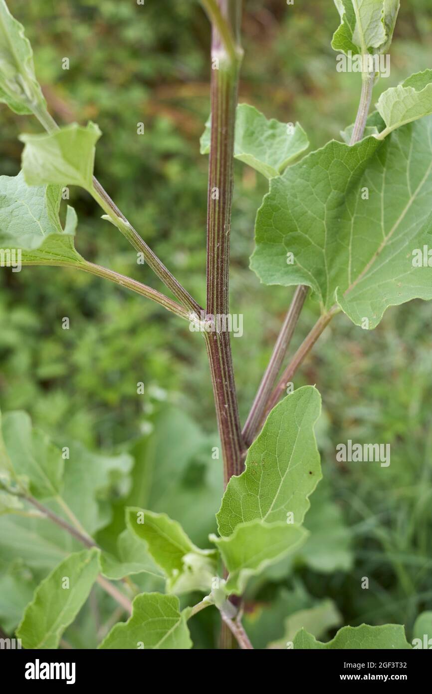 Arctium lappa foglie e fiori freschi Foto Stock