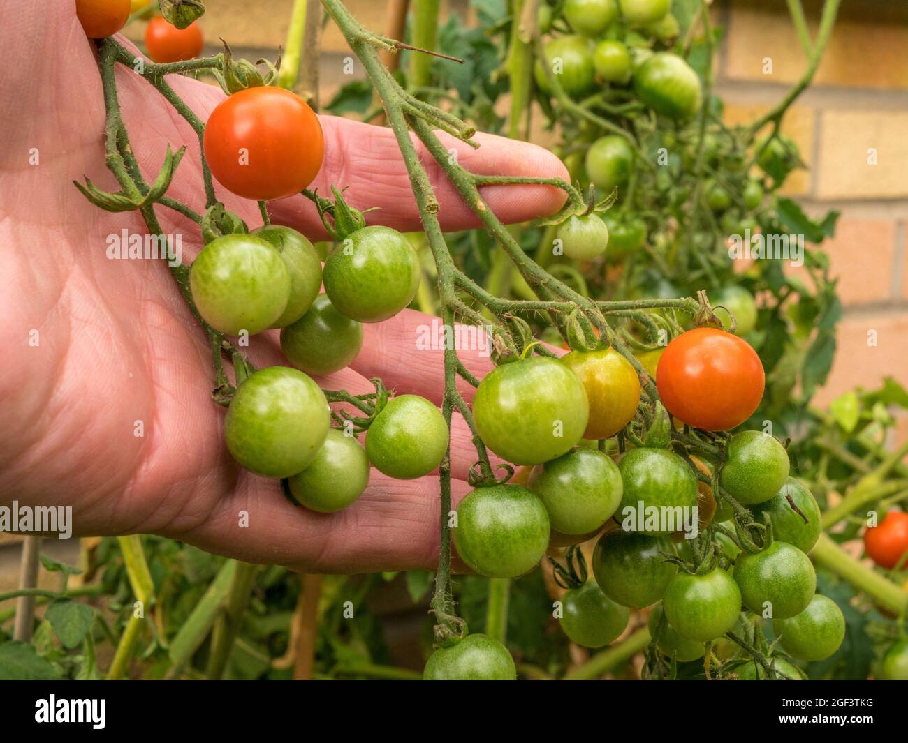 Primo piano POV colpo di mano di un uomo che solleva un mazzo di pomodori ciliegini fatti in casa su un giardino / cantiere pianta - principalmente verde con pochi maturati a rosso. Foto Stock