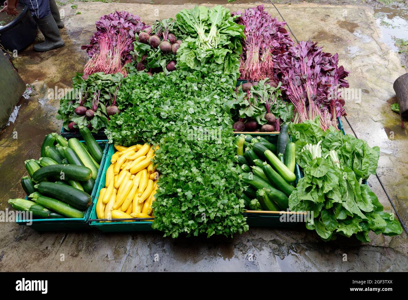 Ortaggi biologici raccolti di fresco in casse di plastica. Foto Stock