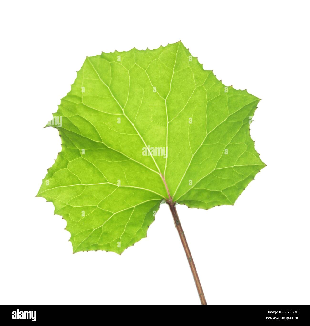 Foglia verde fresco di piede di Coltsfoot isolato su sfondo bianco. Lato assiale lamella Foto Stock