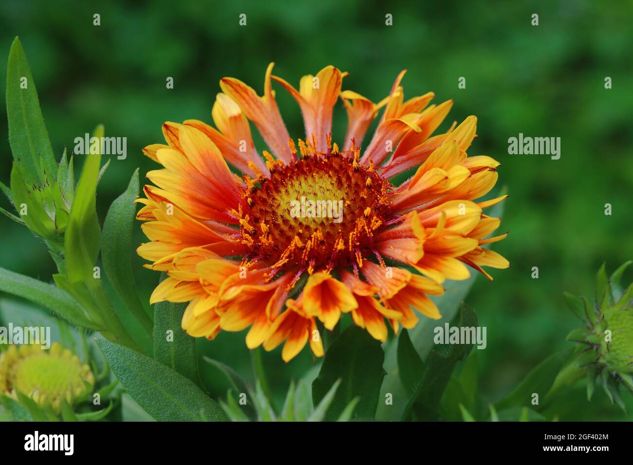 Nahaufnahme einer Kokardenblume Foto Stock