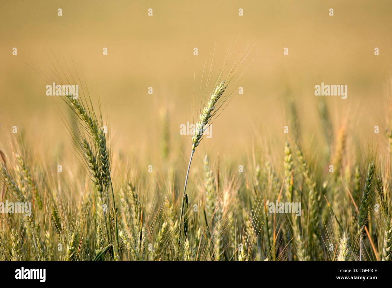 Orzo (Hordeum vulgare), campo Foto Stock