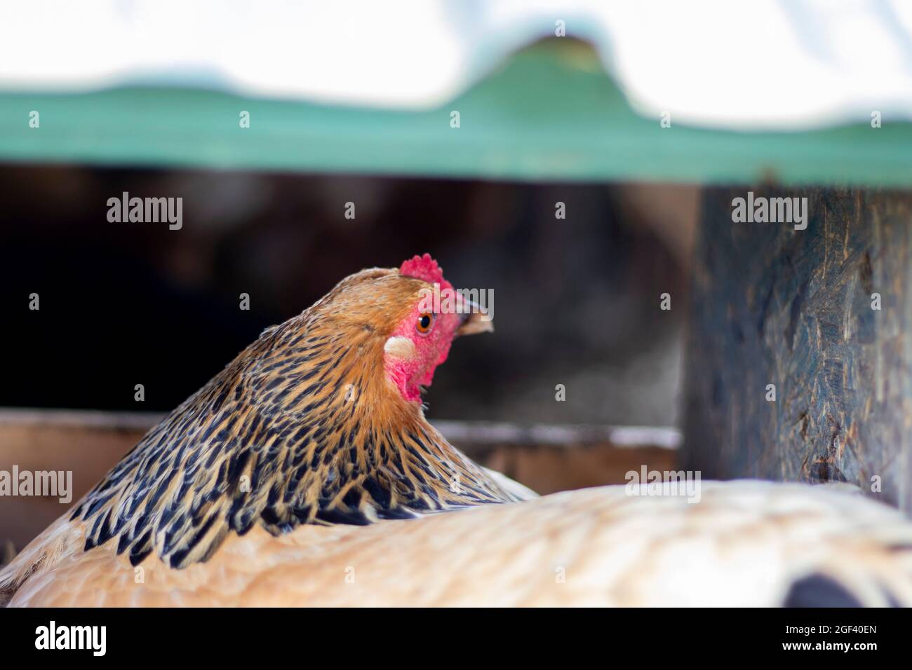 Free Range Chicken o galline uova di deposizione e nidificare nella loro coop Foto Stock