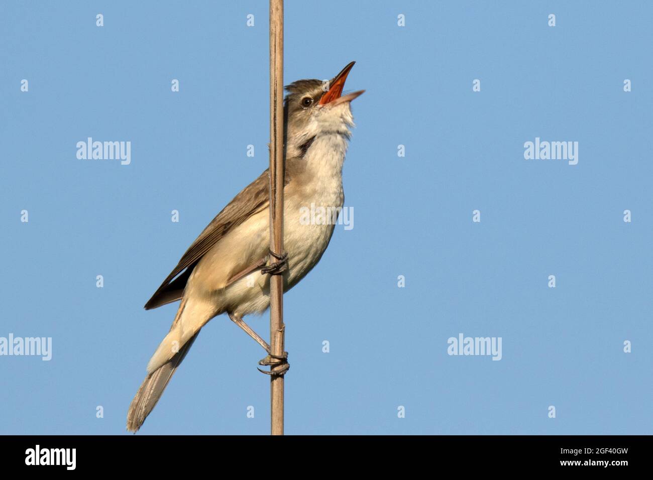 Grande guerriera di canna (Acrocephalus arundinaceus) Foto Stock
