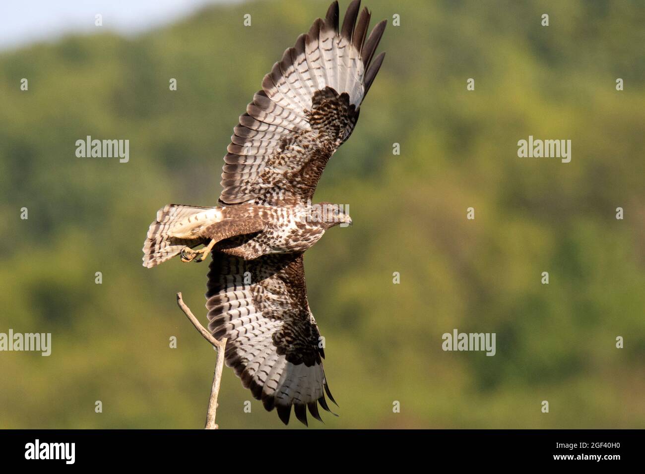 Comune poiana (Buteo buteo) Foto Stock