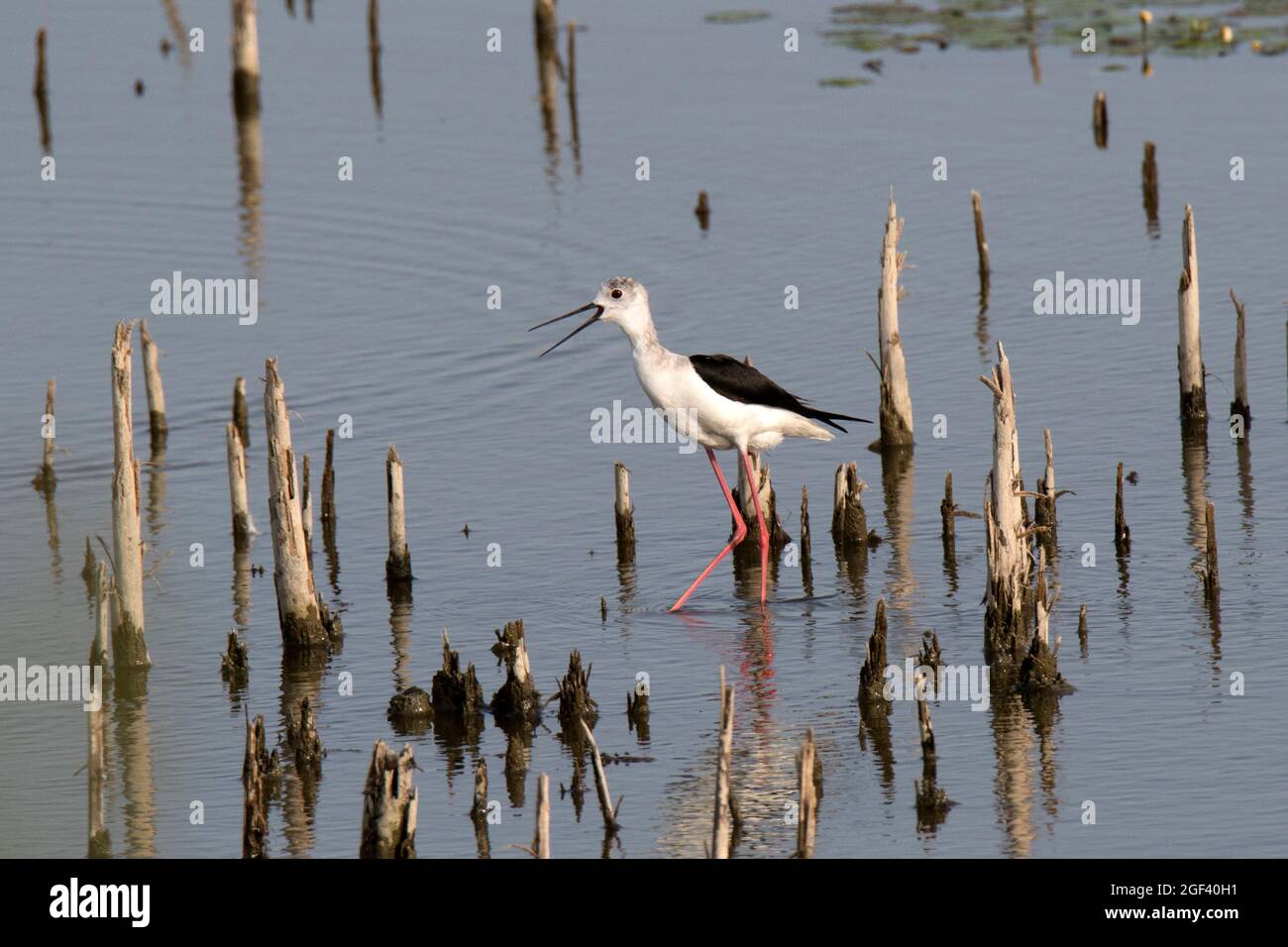 Black-winged stilt (Himantopus himantopus) Foto Stock