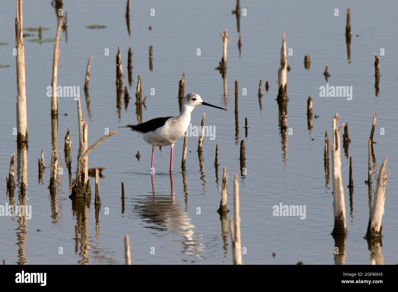Black-winged stilt (Himantopus himantopus) Foto Stock