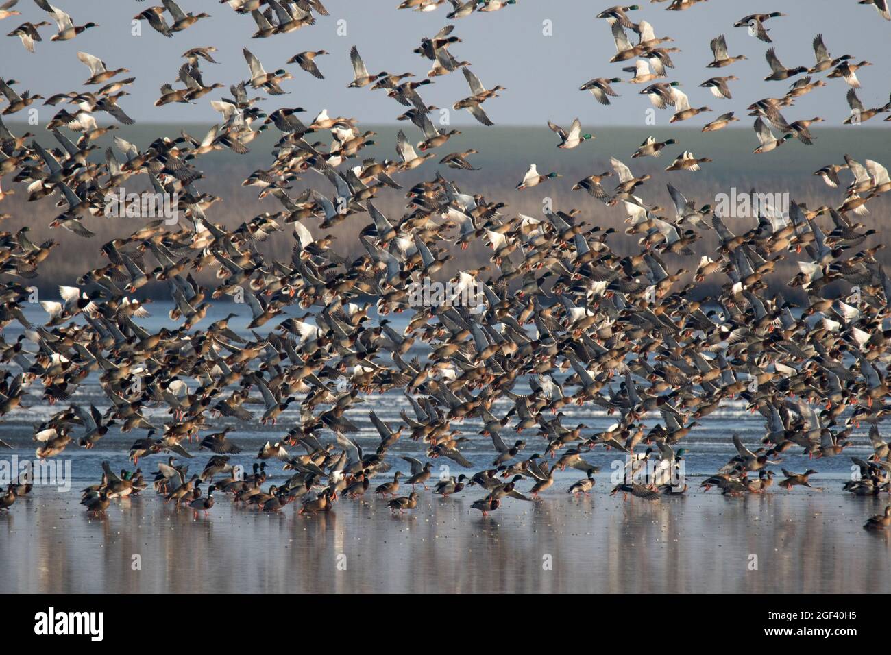 Gregge di anatre selvatiche in volo Foto Stock