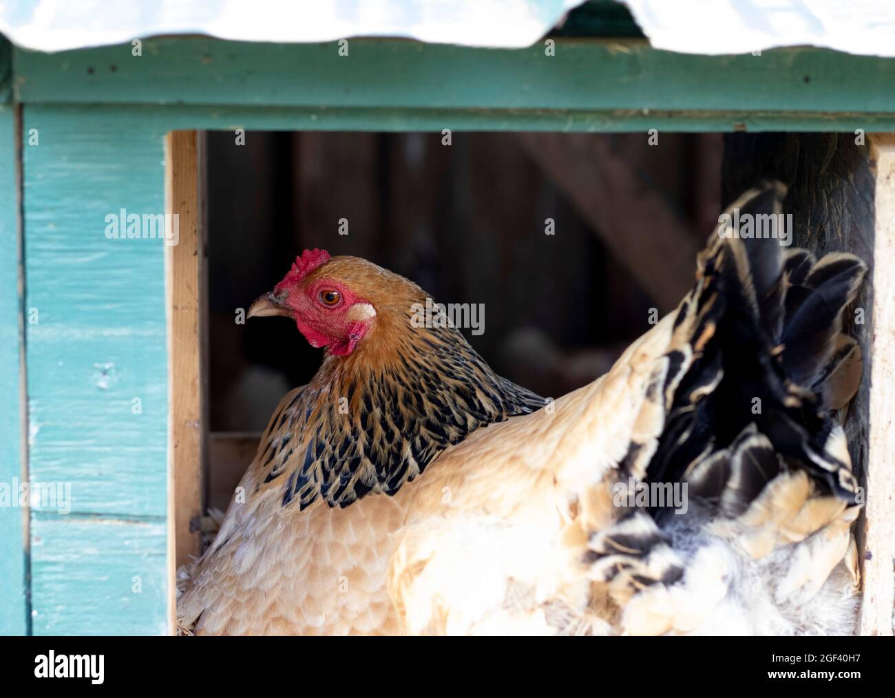 Free Range Chicken o galline uova di deposizione e nidificare nella loro coop Foto Stock