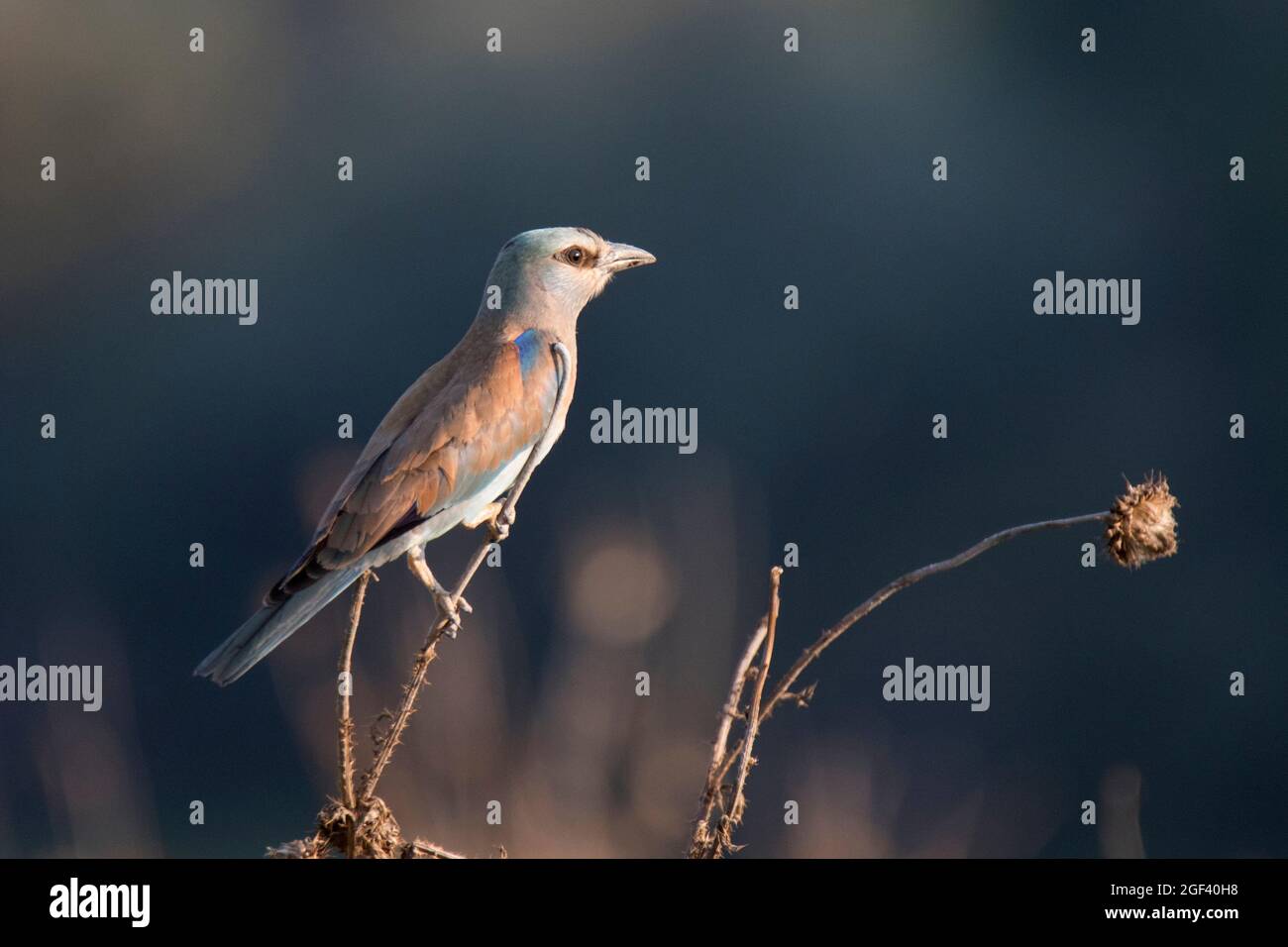 Rullo europeo colorato Foto Stock