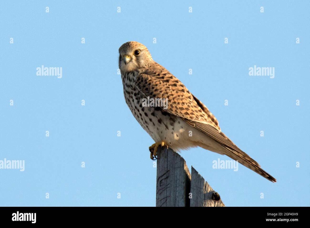Comune di gheppio (Falco tinnunculus) Foto Stock