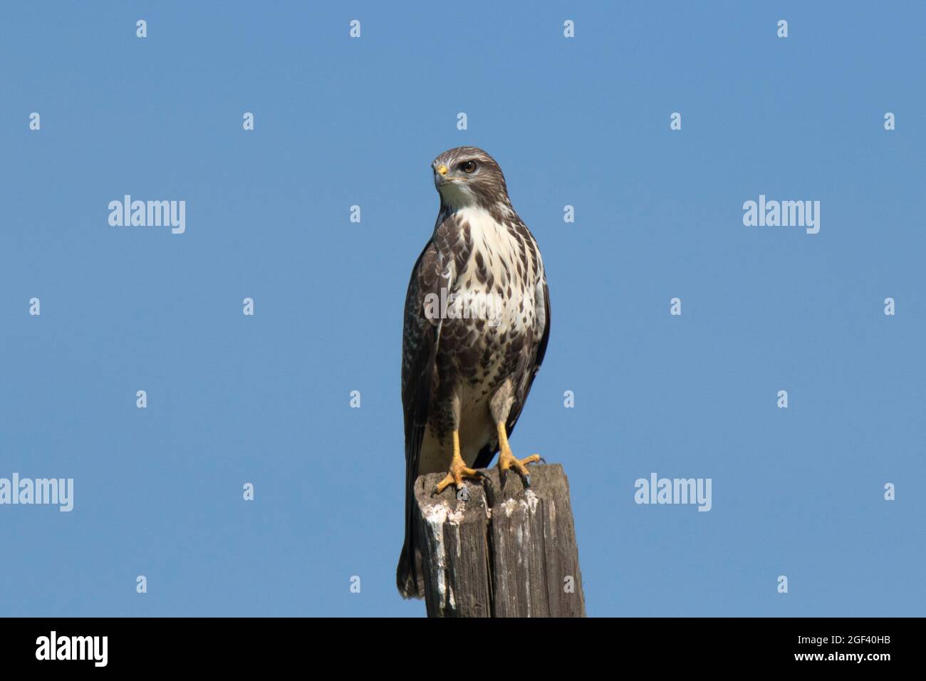 Comune poiana (Buteo buteo) Foto Stock