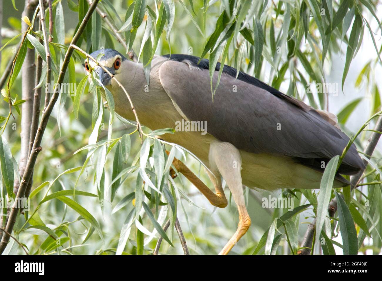 Corona nera (Nycticorax nycticorax) Foto Stock