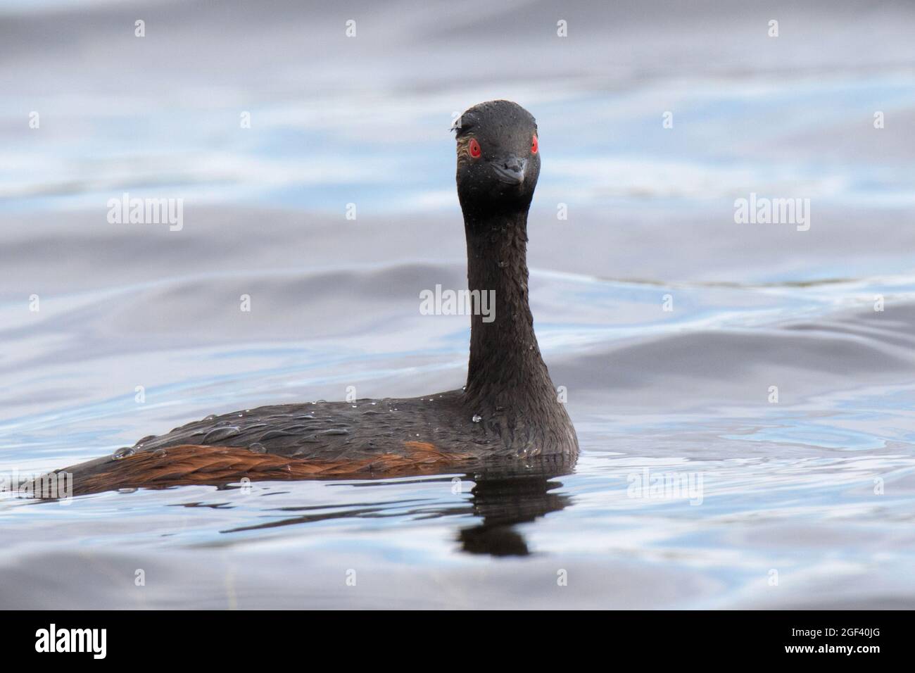 Verdone a collo nero o verdone (Podiceps nigricollis) Foto Stock