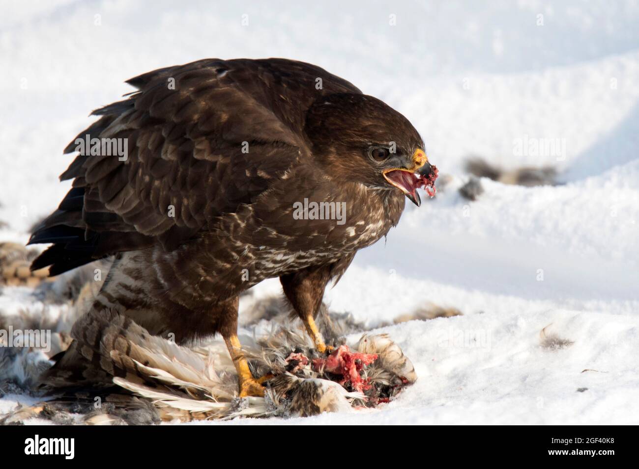 Buzzard comune (Buteo buteo) con gufo prete dalle orecchie lunghe (Osio otus) Foto Stock