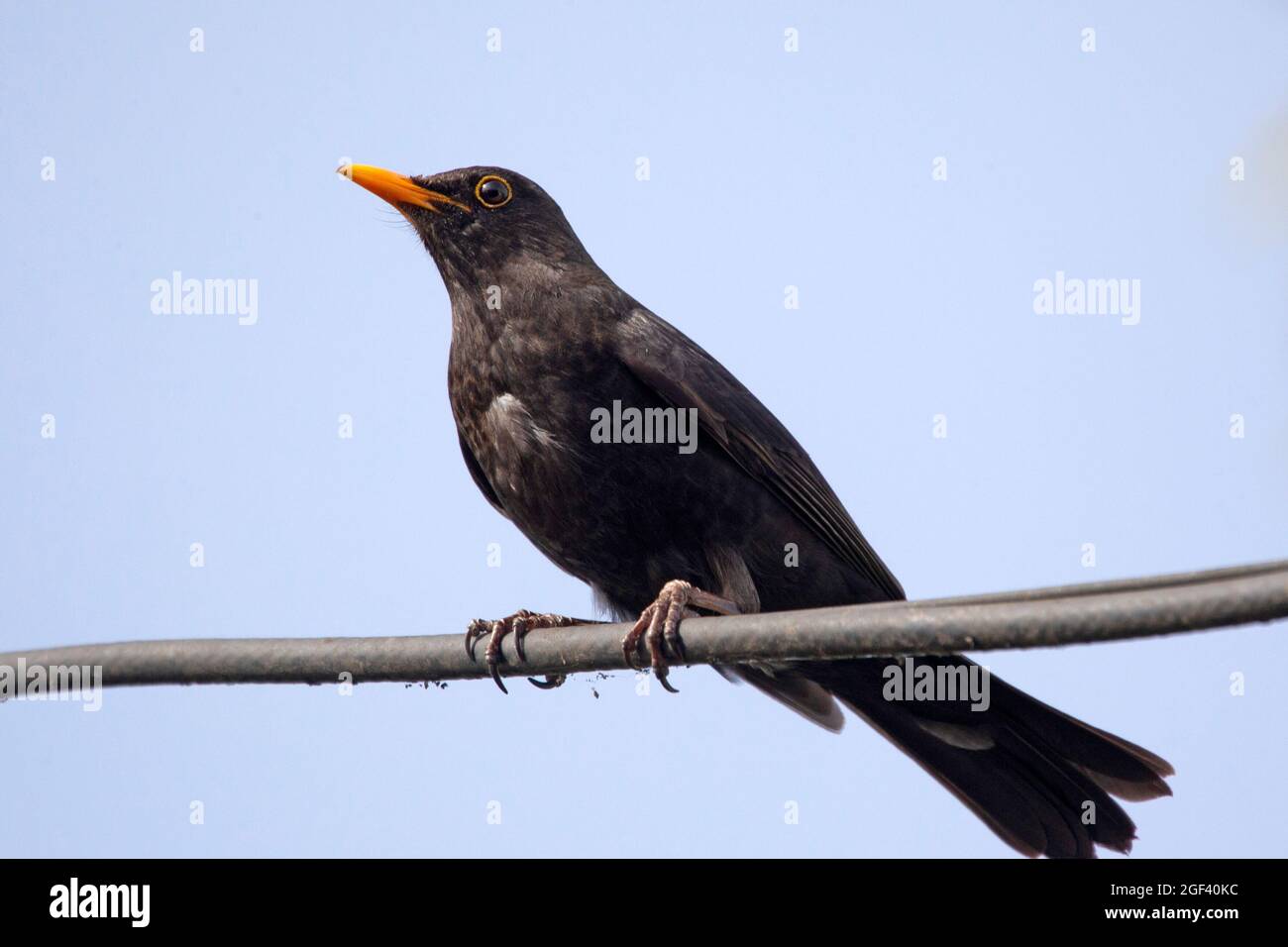 Blackbird comune seduta su filo Foto Stock