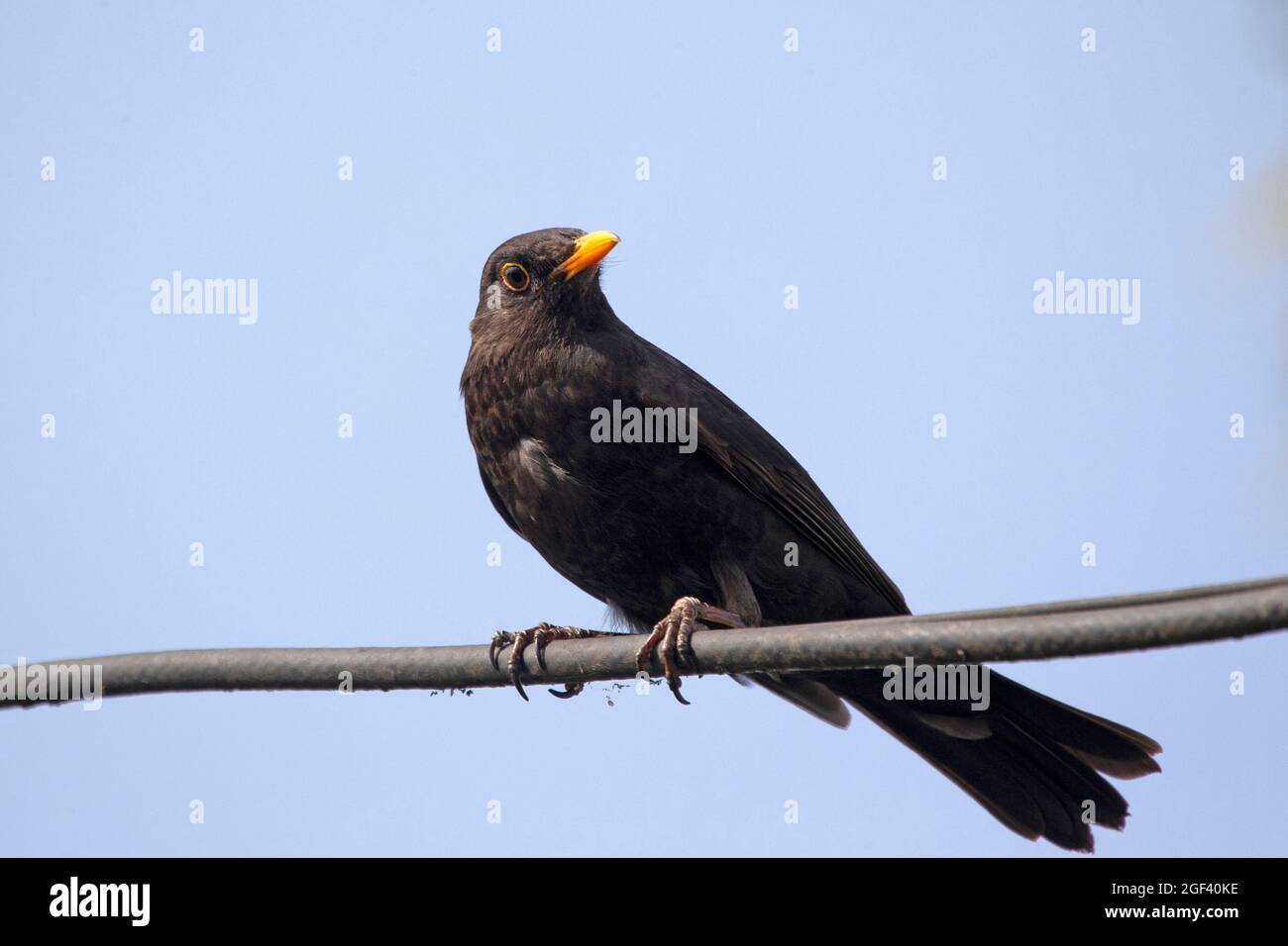 Blackbird comune seduta su filo Foto Stock