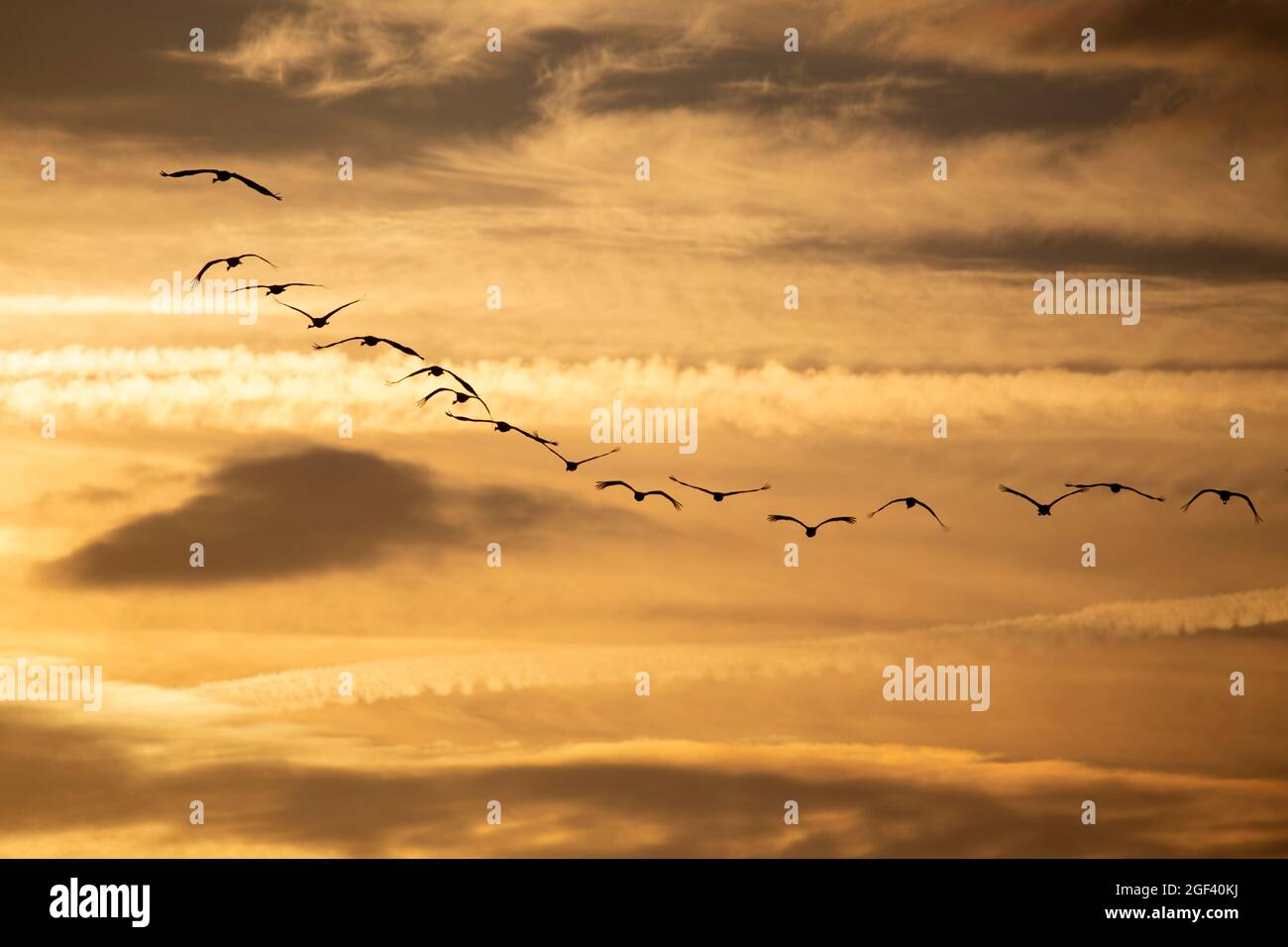 Gregge di gru comuni che volano su Hortobagy, Ungheria Foto Stock