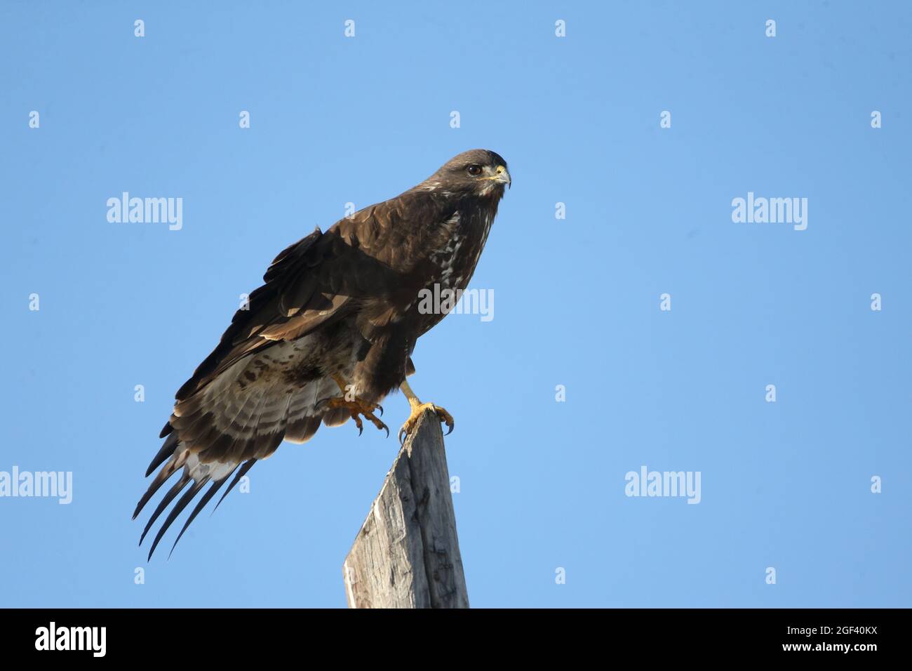 Comune poiana (Buteo buteo) Foto Stock